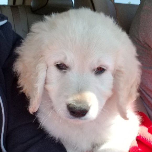 Meet your Posher, Carrie - Picture 12 of 15